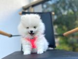 Show Kalite Teddy Face Pomeranian Boo Yavrular