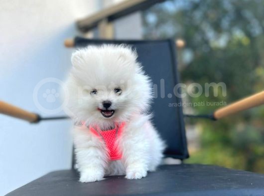 Show Kalite Teddy Face Pomeranian Boo Yavrular görsel