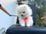 Show Kalite Teddy Face Pomeranian Boo Yavrular