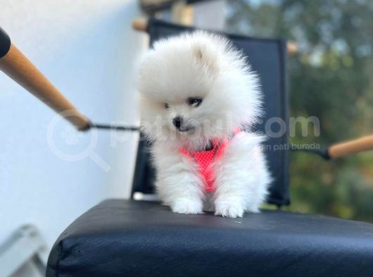 Show Kalite Teddy Face Pomeranian Boo Yavrular görsel