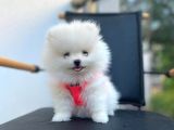 Show Kalite Teddy Face Pomeranian Boo Yavrular