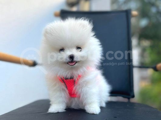 Show Kalite Teddy Face Pomeranian Boo Yavrular görsel