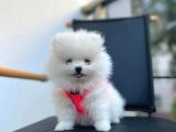 Show Kalite Teddy Face Pomeranian Boo Yavrular