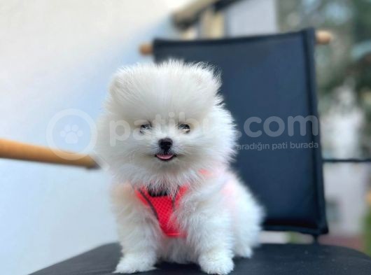 Show Kalite Teddy Face Pomeranian Boo Yavrular görsel