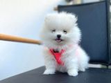 Show Kalite Teddy Face Pomeranian Boo Yavrular