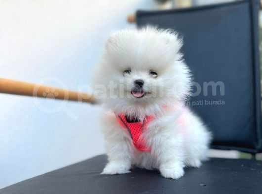 Show Kalite Teddy Face Pomeranian Boo Yavrular görsel
