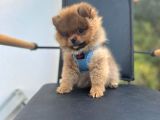 Erkek Dişi Pomeranian Boo Yavrular Teddy Face