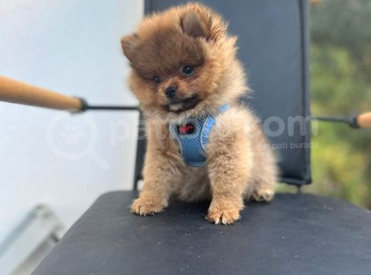 Erkek Dişi Pomeranian Boo Yavrular Teddy Face görsel