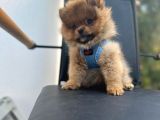 Erkek Dişi Pomeranian Boo Yavrular Teddy Face