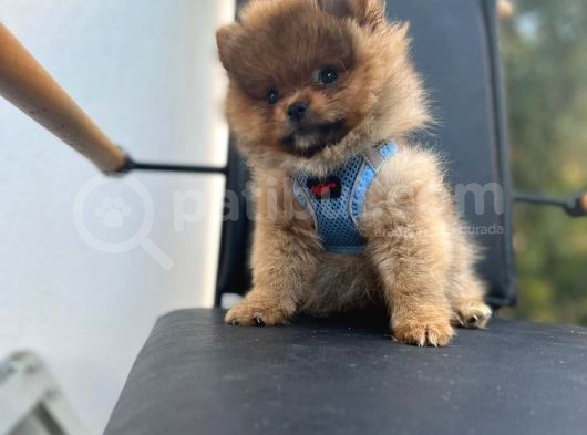 Erkek Dişi Pomeranian Boo Yavrular Teddy Face görsel