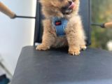Erkek Dişi Pomeranian Boo Yavrular Teddy Face