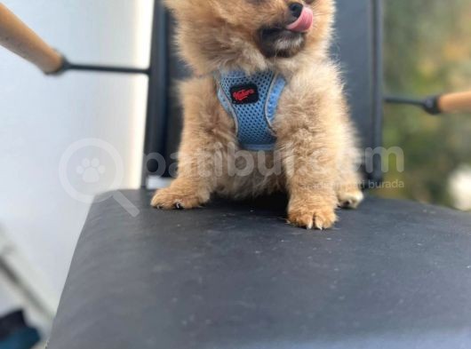 Erkek Dişi Pomeranian Boo Yavrular Teddy Face görsel