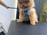 Erkek Dişi Pomeranian Boo Yavrular Teddy Face
