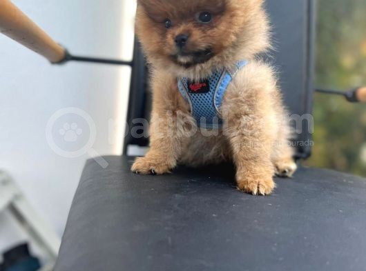 Erkek Dişi Pomeranian Boo Yavrular Teddy Face görsel