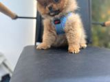 Erkek Dişi Pomeranian Boo Yavrular Teddy Face