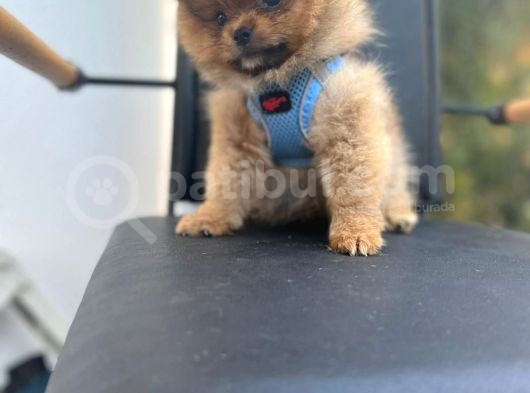 Erkek Dişi Pomeranian Boo Yavrular Teddy Face