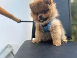 Erkek Dişi Pomeranian Boo Yavrular Teddy Face