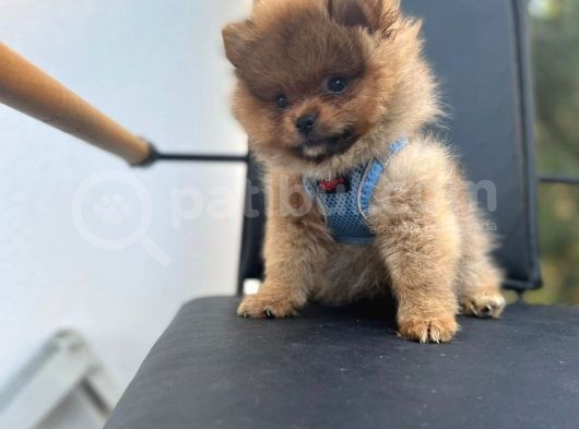 Erkek Dişi Pomeranian Boo Yavrular Teddy Face görsel
