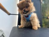 Erkek Dişi Pomeranian Boo Yavrular Teddy Face