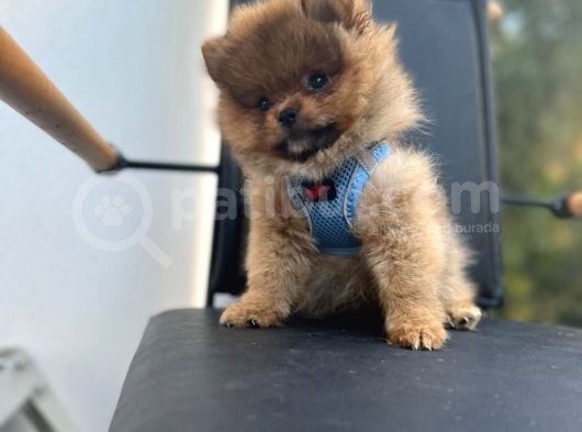 Erkek Dişi Pomeranian Boo Yavrular Teddy Face görsel