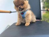 Erkek Dişi Pomeranian Boo Yavrular Teddy Face