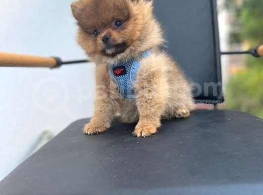Erkek Dişi Pomeranian Boo Yavrular Teddy Face görsel