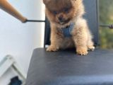 Erkek Dişi Pomeranian Boo Yavrular Teddy Face