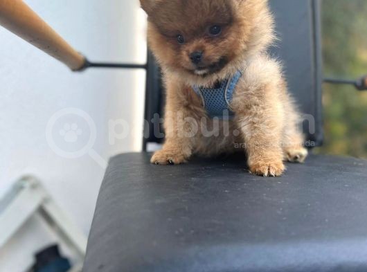 Erkek Dişi Pomeranian Boo Yavrular Teddy Face görsel