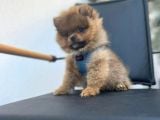 Erkek Dişi Pomeranian Boo Yavrular Teddy Face