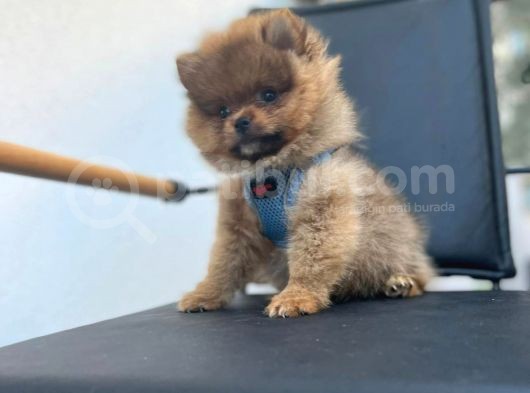 Erkek Dişi Pomeranian Boo Yavrular Teddy Face görsel