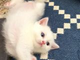 British Shorthair Dişi Ve Erkek Yavrularımız