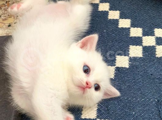 British Shorthair Dişi Ve Erkek Yavrularımız görsel
