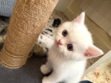 British Shorthair Dişi Ve Erkek Yavrularımız