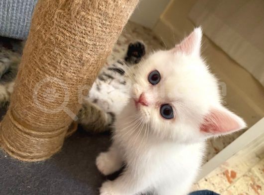 British Shorthair Dişi Ve Erkek Yavrularımız görsel