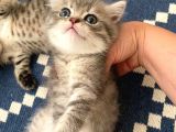 British Shorthair Dişi Ve Erkek Yavrularımız