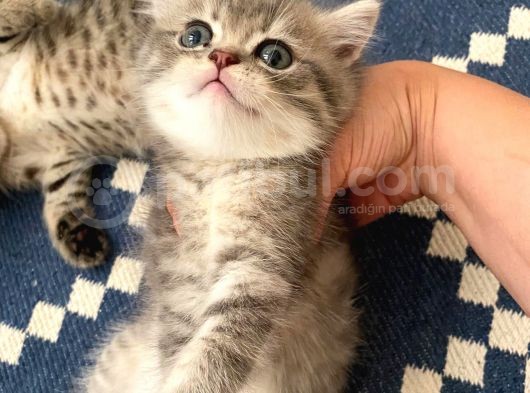 British Shorthair Dişi Ve Erkek Yavrularımız görsel