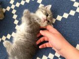 British Shorthair Dişi Ve Erkek Yavrularımız