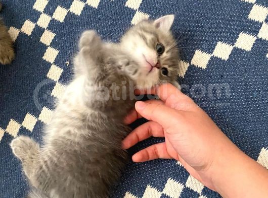 British Shorthair Dişi Ve Erkek Yavrularımız görsel