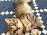 British Shorthair Dişi Ve Erkek Yavrularımız