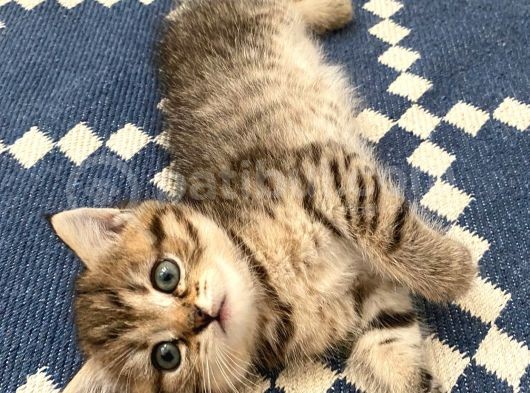 British Shorthair Dişi Ve Erkek Yavrularımız