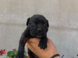 Cane Corso Satılık Köpek Yavruları