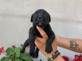 Cane Corso Satılık Köpek Yavruları