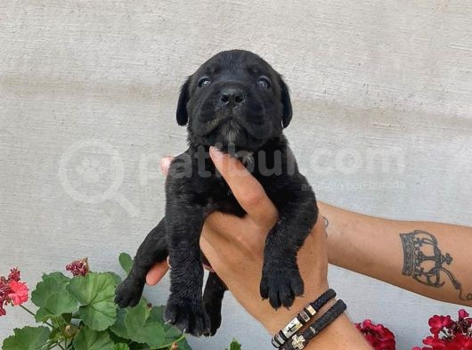 Cane Corso Satılık Köpek Yavruları görsel