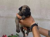 Cane Corso Satılık Köpek Yavruları
