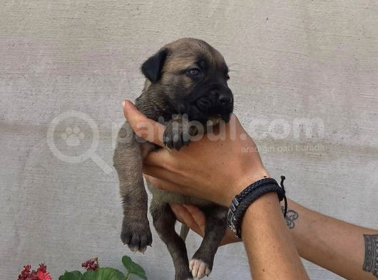 Cane Corso Satılık Köpek Yavruları görsel