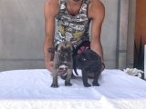 Cane Corso Satılık Köpek Yavruları