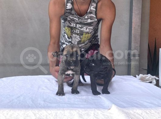 Cane Corso Satılık Köpek Yavruları görsel