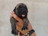 Cane Corso Satılık Köpek Yavruları