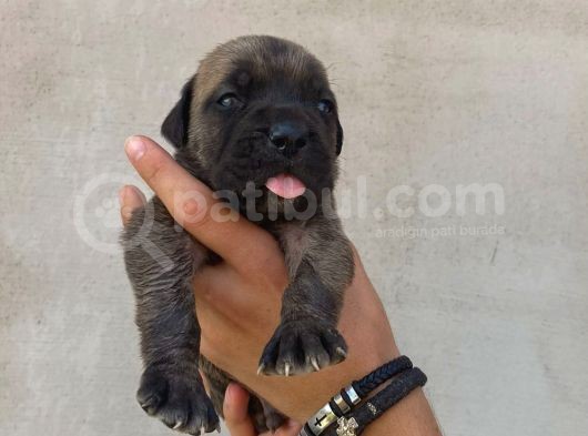 Cane Corso Satılık Köpek Yavruları görsel