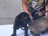 Cane Corso Satılık Köpek Yavruları